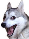 badpun_dog_smile emote