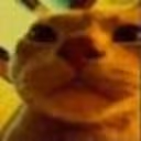 Orange_Cat_stare emote
