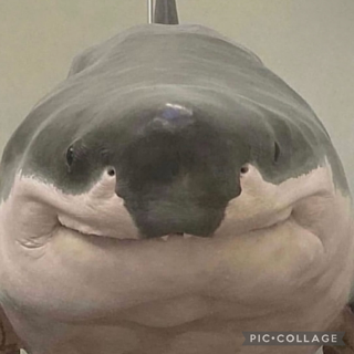 Shork static emote