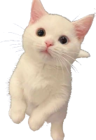 ethan_kitty emote
