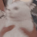 catwobblehead emote