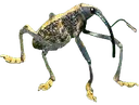 weevil emote
