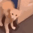 catdoor emote
