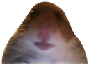 Dahampter emote