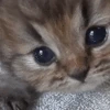 kittenmeow emote