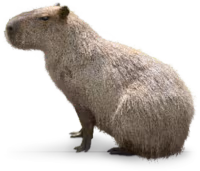 Capybara emote