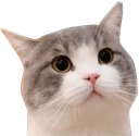boppus emote