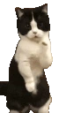 CatTime5 emote