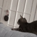 cat_wut emote