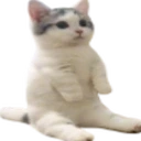 catsittingverycomfortable emote