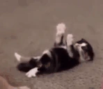catUppies emote