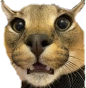 floppa emote
