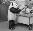 angry_panda emote