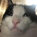 MewingCat emote