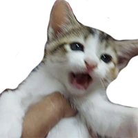 screaming_kitten emote