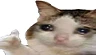 ok emote