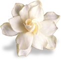 flower_magnolia emote