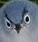 angerybird emote