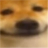 doge_near emote