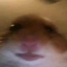 HamsterWhat emoji