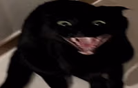 xduh emote