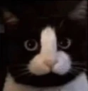 Penis emote