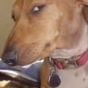 ForSureBud emote