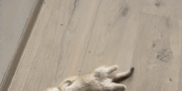 chilling animated emote