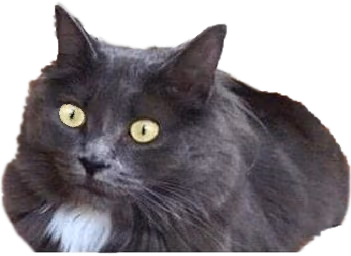 catshook emote