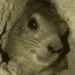 Awawa emote