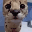 reow emote