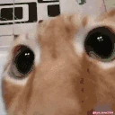 Looking emote