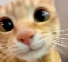 hii emote
