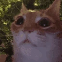 catErm13 emoji