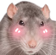 rat_flushed emote