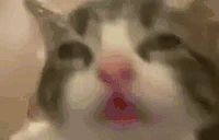 bluh emote