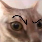 cat emote