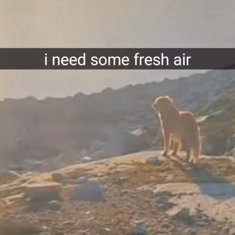 iNeedSomeFreshAir emote
