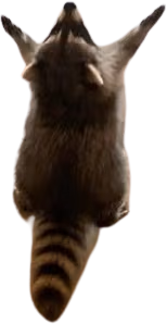 Raccoon_hail emote