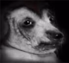creatureDespair emote