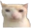 Cat emote