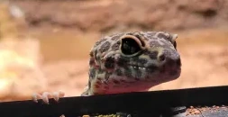 CinnaAndLocalGecko emote