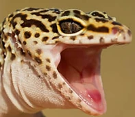 LeopardGeckoScrem emote
