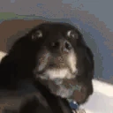 monkaDog emote