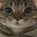 CatStaring static emote