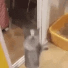 YippeeCat emote