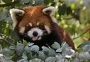 redpanda_tongue emote