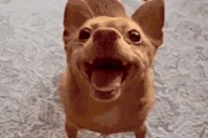 pp emote