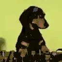 DogLookingSussyAndDoingDjBusines emoji