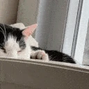 cats_peeking emote